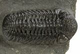 Detailed Morocops Trilobite - Morocco #325994-3